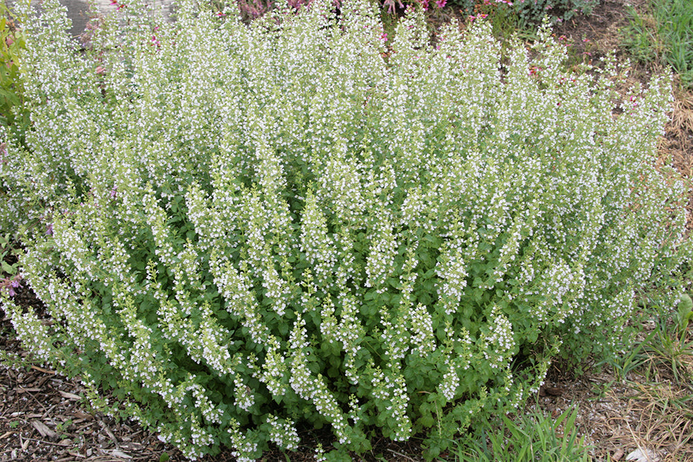 Calamintha Blumensamen zur Aussaat Landhaus Garten wichtig Traditionssorte & ohne Gentechnik Samen Hausgarten