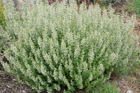 Calamintha Blumensamen zur Aussaat Landhaus Garten wichtig Traditionssorte & ohne Gentechnik Samen Hausgarten