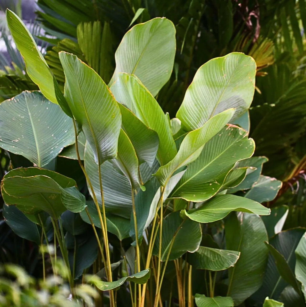 Calathea Lutea Mexican Cigar Samen zur Aussaat – sonnenliebend – Traditionssorte & ohne Gentechnik Samen Hausgarten