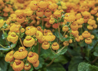 Calceolaria Blumensamen zur Aussaat Schnitt Blume beliebt Traditionssorte & ohne Gentechnik Samen Hausgarten