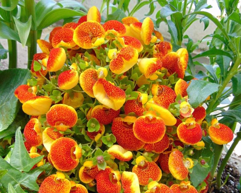 Gemischt Calceolaria Blumensamen zur Aussaat – robust Sorte – Traditionssorte & ohne Gentechnik Samen Hausgarten