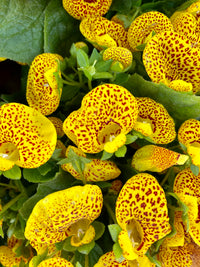 Calceolaria Blumensamen zur Aussaat Schnitt Blume beliebt Traditionssorte & ohne Gentechnik Samen Hausgarten