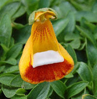 Calceolaria Uniflora Blumensamen zur Aussaat einzigartig und leuchtend Blüten