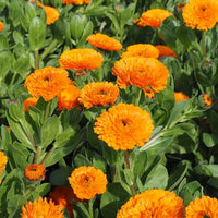 Calendula Officinalis Blumensamen zur Aussaat – Anzucht – Traditionssorte & ohne Gentechnik Samen Hausgarten