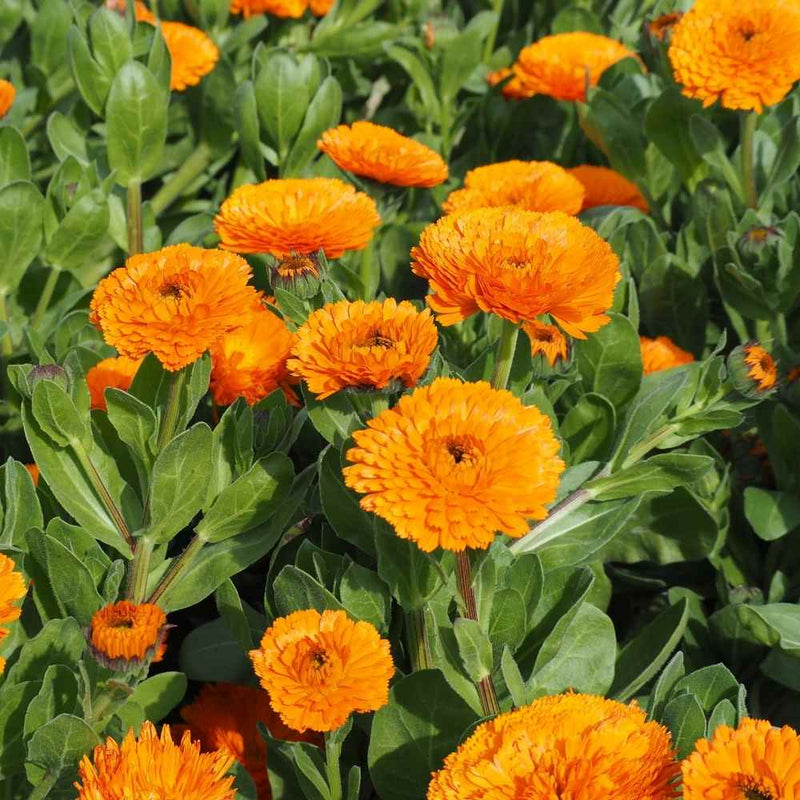 Calendula Officinalis Blumensamen zur Aussaat – Anzucht – Traditionssorte & ohne Gentechnik Samen Hausgarten