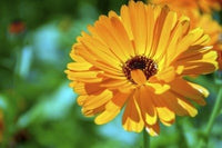 Calendula Officinalis Blumensamen zur Aussaat – Anzucht – Traditionssorte & ohne Gentechnik Samen Hausgarten