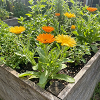Ringelblumen Samen Calendula
