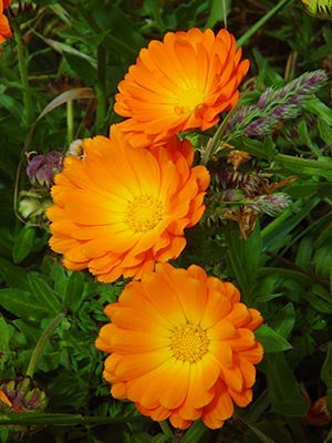 Calendula Blumensamen zur Aussaat farbenfroh Schau Traditionssorte & ohne Gentechnik Samen Hausgarten