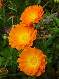 Calendula Blumensamen zur Aussaat farbenfroh Schau Traditionssorte & ohne Gentechnik Samen Hausgarten