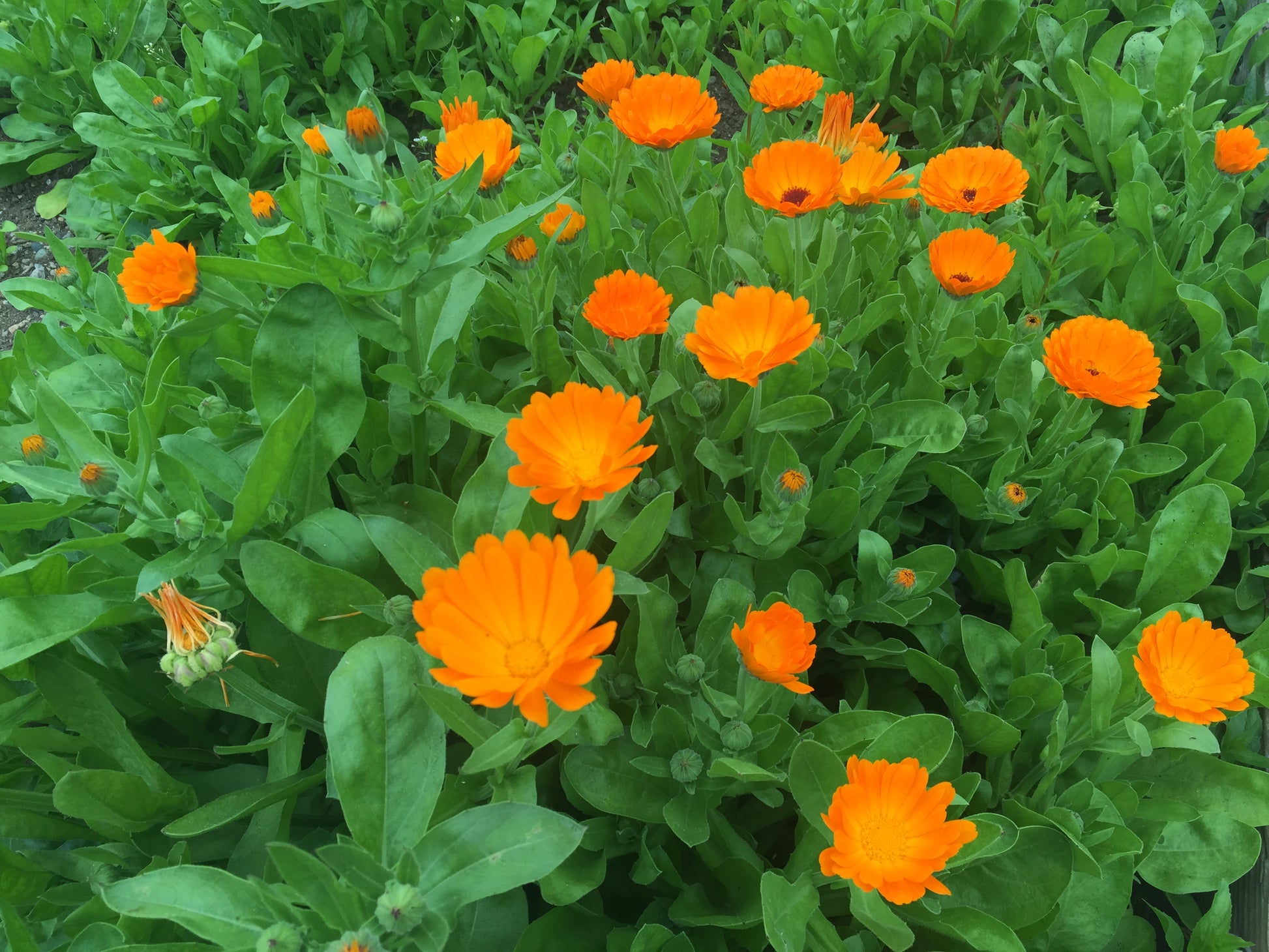Calendula Officinalis Blumensamen zur Aussaat – Anzucht – Traditionssorte & ohne Gentechnik Samen Hausgarten