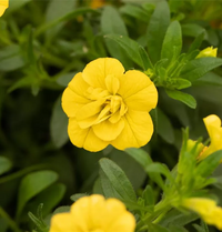 Gelb Calibrachoa Blumensamen zur Aussaat Garten beliebt Traditionssorte & ohne Gentechnik Samen Hausgarten