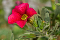 tief Rosa Calibrachoa Blumensamen – Traditionssorte ohne Gentechnik Blüten leuchtend Hausgarten Aussaat