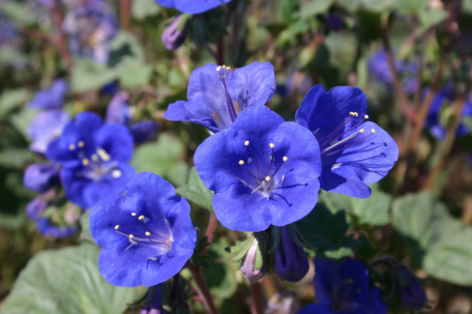 Blau Cali Blumensamen zur Aussaat – sonnenliebend – Traditionssorte & ohne Gentechnik Samen Hausgarten