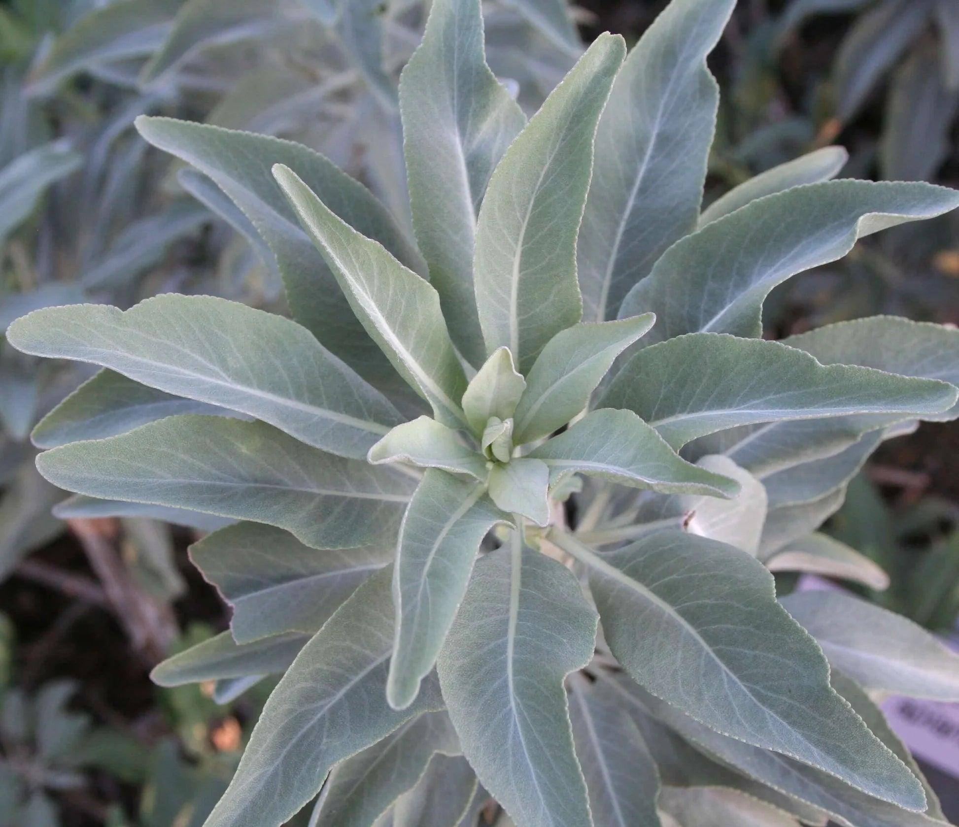 Apiana Blumensamen zur Aussaat Wildblume Mischung Traditionssorte & ohne Gentechnik Samen Hausgarten