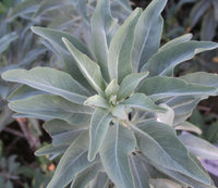 Apiana Blumensamen zur Aussaat Wildblume Mischung Traditionssorte & ohne Gentechnik Samen Hausgarten