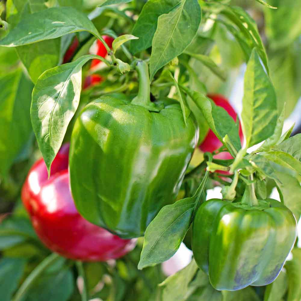 Melrose Pepperoni Capsicum annuum Pepper Samen zum Pflanzen in Gemüse Patch