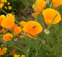 Gelb Eschscholzia Blumensamen zur Aussaat – farbenfroh Schau – Traditionssorte & ohne Gentechnik Samen Hausgarten