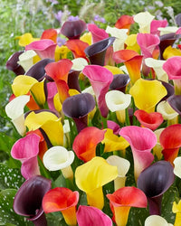 Calla lily bulbs mixed colors for anpflanzung