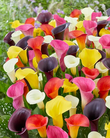 Calla lily bulbs mixed colors for anpflanzung