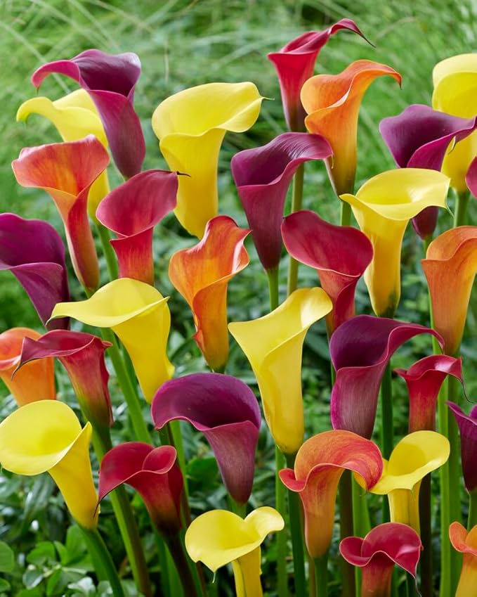 Mixed color calla lily blumen in bloom
