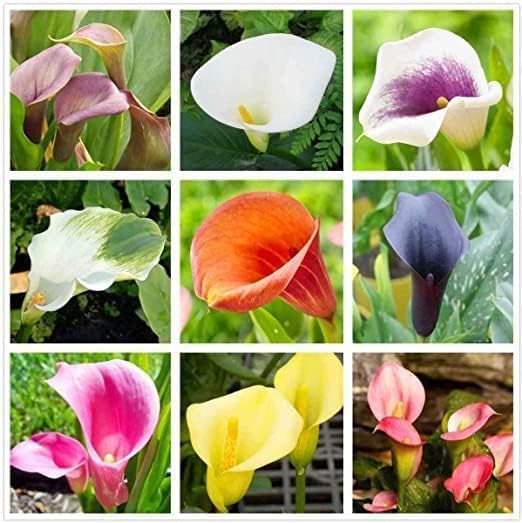 Calla lily wachsend in decorative topf