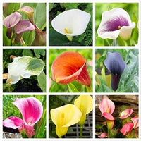 Calla lily wachsend in decorative topf