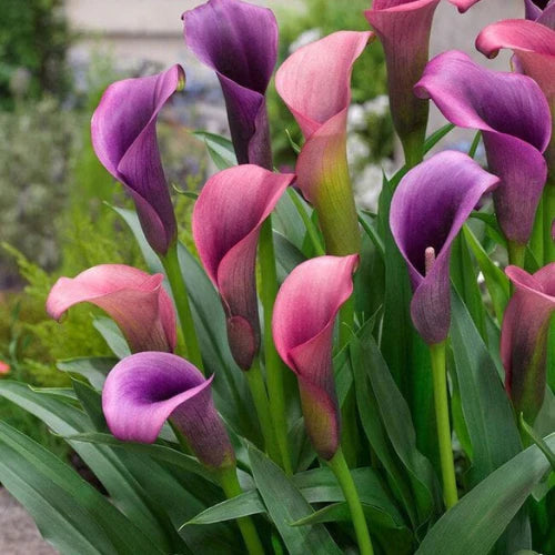 Calla Lilies Mischung Blumensamen zur Aussaat – leuchtend farbenfroh Blüten