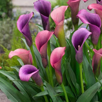 Calla Lilies Mischung Blumensamen zur Aussaat – leuchtend farbenfroh Blüten