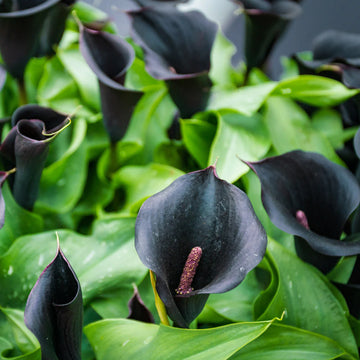 dunkel Gray Calla Blumensamen zur Aussaat lang Blüte Saison Traditionssorte & ohne Gentechnik Samen Hausgarten