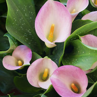 klein Rosa Calla Blumensamen zur Aussaat Anzucht Traditionssorte & ohne Gentechnik Samen Hausgarten