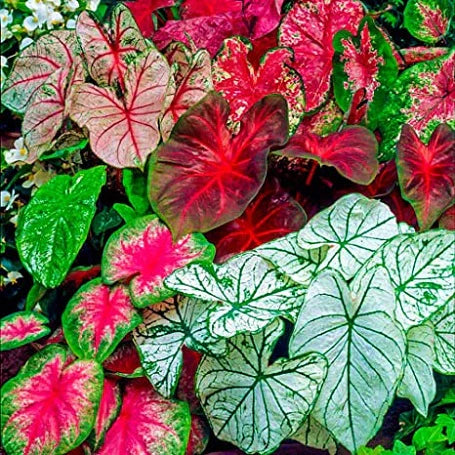 Caladium Leaf Blumensamen zur Aussaat – Landhaus Garten wichtig – Traditionssorte & ohne Gentechnik Samen Hausgarten