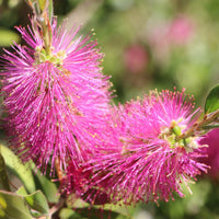 Rosa bottle brush blume samen for anpflanzung - pollinator friendly, heirloom & gmo free samen for home garten
 
 sale for anpflanzung in home garten
