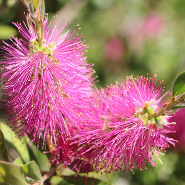 Rosa bottle brush blume samen for anpflanzung - pollinator friendly, heirloom & gmo free samen for home garten
 
 sale for anpflanzung in home garten