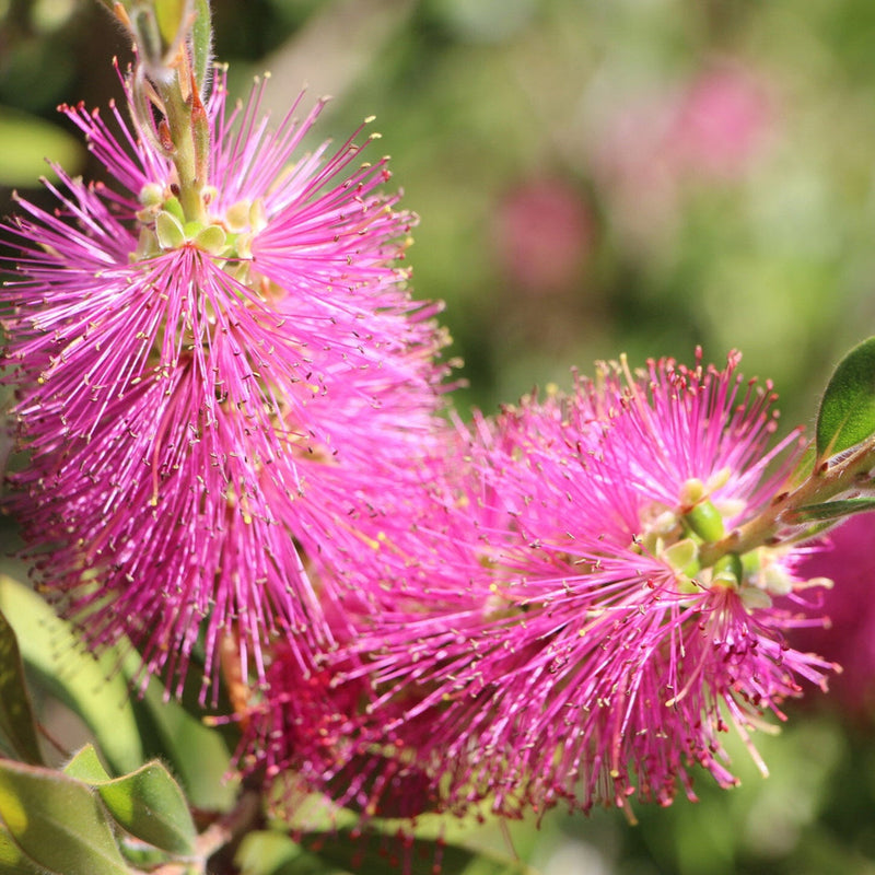 Rosa bottle brush blume samen for anpflanzung - pollinator friendly, heirloom & gmo free samen for home garten
 
 sale for anpflanzung in home garten