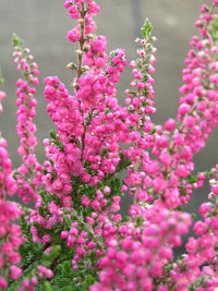 Calluna Vulgaris Blume Samen zur Aussaat – leuchtend mehrjährig Garten Samen Outdoor Space