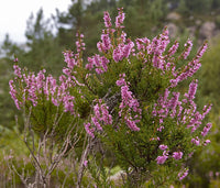 Calluna Vulgaris Blume Samen zur Aussaat – leuchtend mehrjährig Garten Samen Outdoor Space