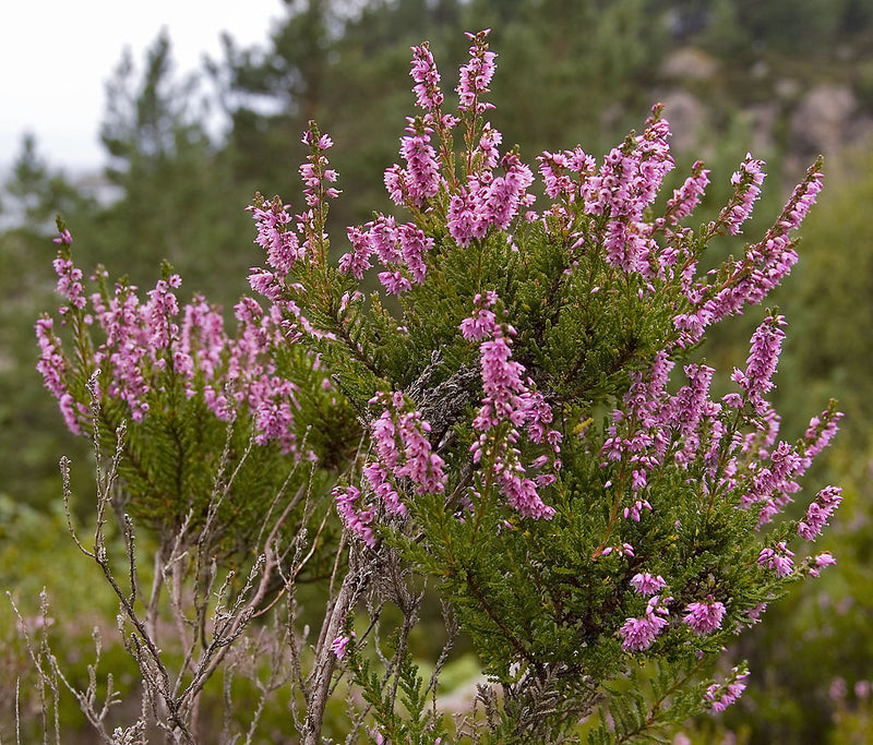 Calluna Vulgaris Blume Samen zur Aussaat – leuchtend mehrjährig Garten Samen Outdoor Space