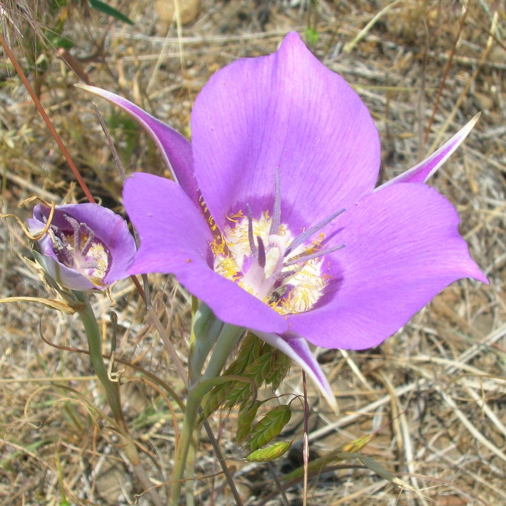 Calochortus Macrocarpus Blumensamen zur Aussaat ideal Rabatten Traditionssorte & ohne Gentechnik Samen Hausgarten