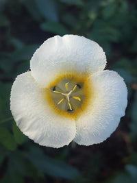 Calochortus Blumensamen zur Aussaat – einzigartig und Blüten