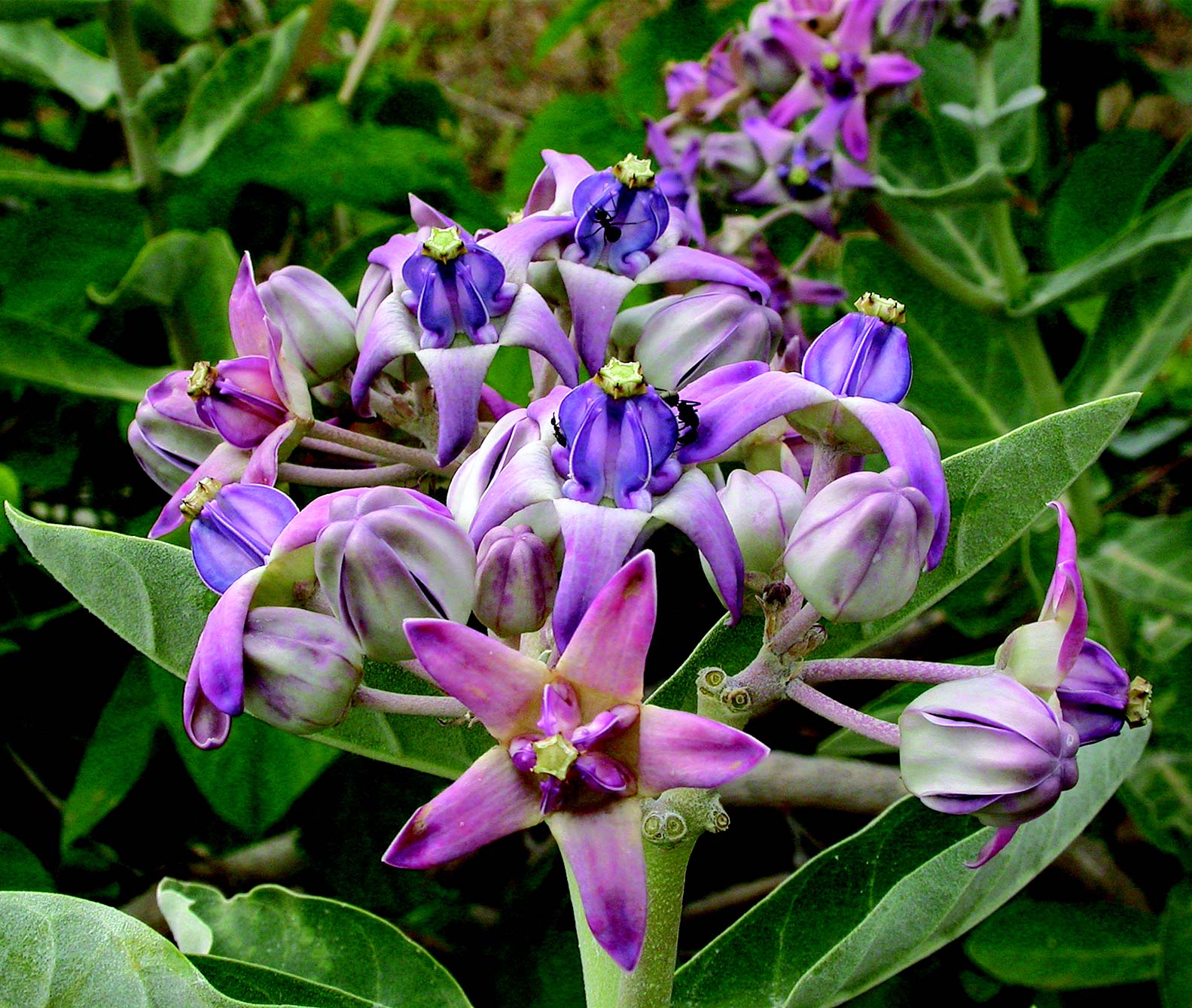 Lila Calotropis Gigantea Blumensamen zur Aussaat – Bestäuber freundlich – Traditionssorte & ohne Gentechnik Samen Hausgarten