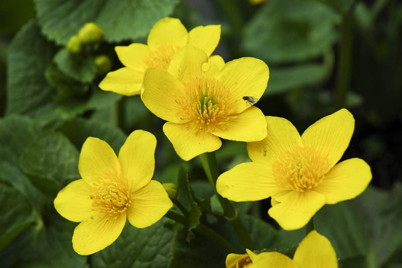 leuchtend Gelb Caltha Palustris Samen zur Aussaat leuchtend mehrjährig Blumen Garten Wetlands