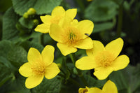 leuchtend Gelb Caltha Palustris Samen zur Aussaat leuchtend mehrjährig Blumen Garten Wetlands