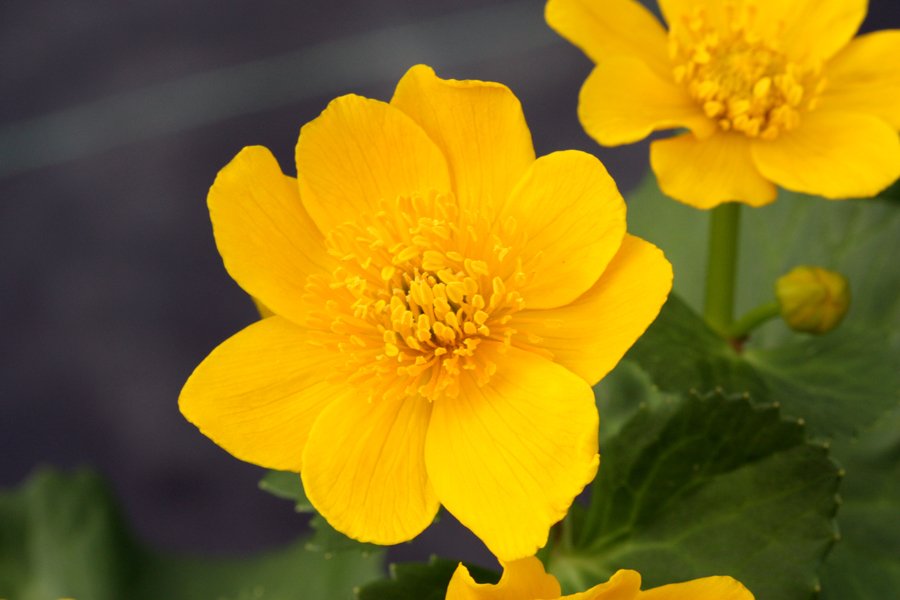 Marsh Studentenblume Blumensamen zur Aussaat Drought verträglich Traditionssorte & ohne Gentechnik Samen Hausgarten