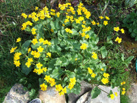 leuchtend Gelb Caltha Palustris Samen zur Aussaat leuchtend mehrjährig Blumen Garten Wetlands