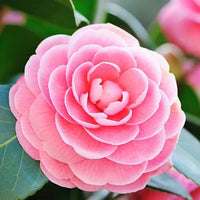 Kamelien Samen Rosa Camellia fuer Garten