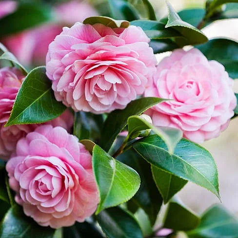 Semi di balsamina e camelia rosa da seminare – facili da curare – varietà tradizionale e semi da giardino senza OGM