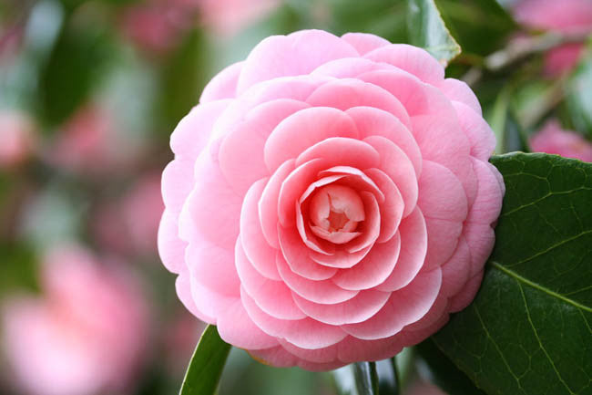 Rosa Amellia Blume Samen zur Aussaat – leuchtend Rosa Blüten für Ihren Garten