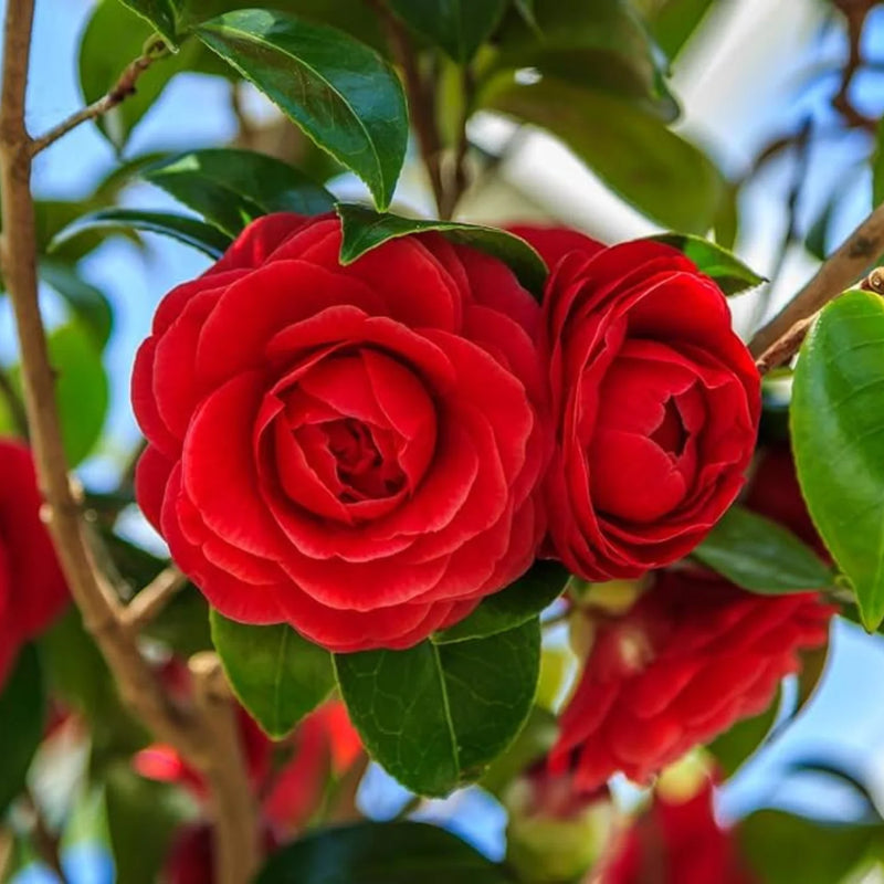 Kamelie Blumensamen zur Aussaat leuchtend Blüten Traditionssorte & ohne Gentechnik Samen Hausgarten