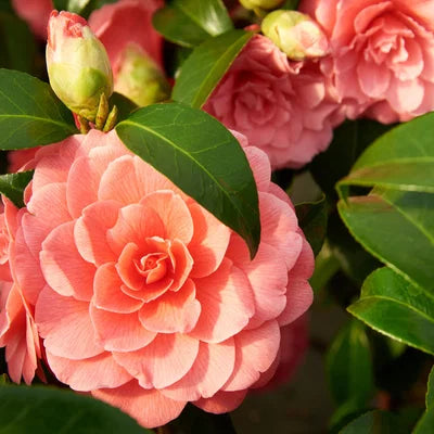 Rosa Orange Kamelie Blumensamen zur Aussaat – pflegeleicht – Traditionssorte & ohne Gentechnik Samen Hausgarten