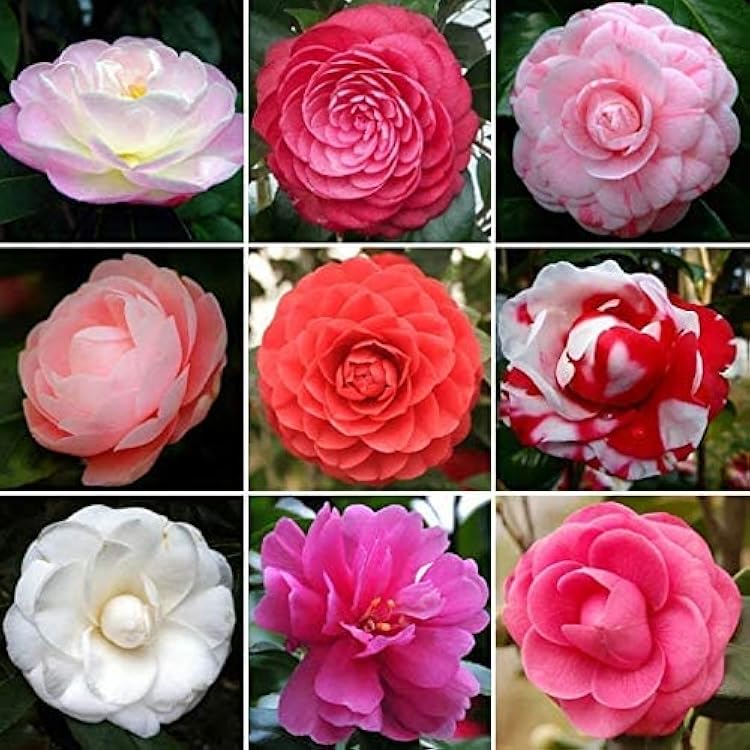 Camellia mixed blooms in garten
